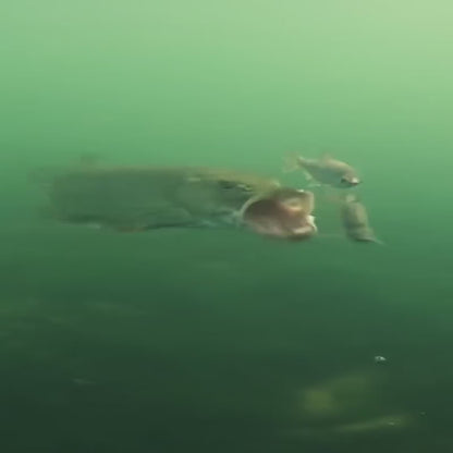 Water Buddy - Underwater RC - HD Camera
